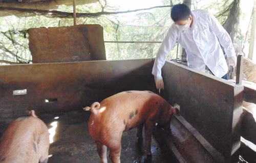 Long An khẩn cấp phòng chống bệnh dịch tả lợn châu Phi giáp ranh vùng biên giới