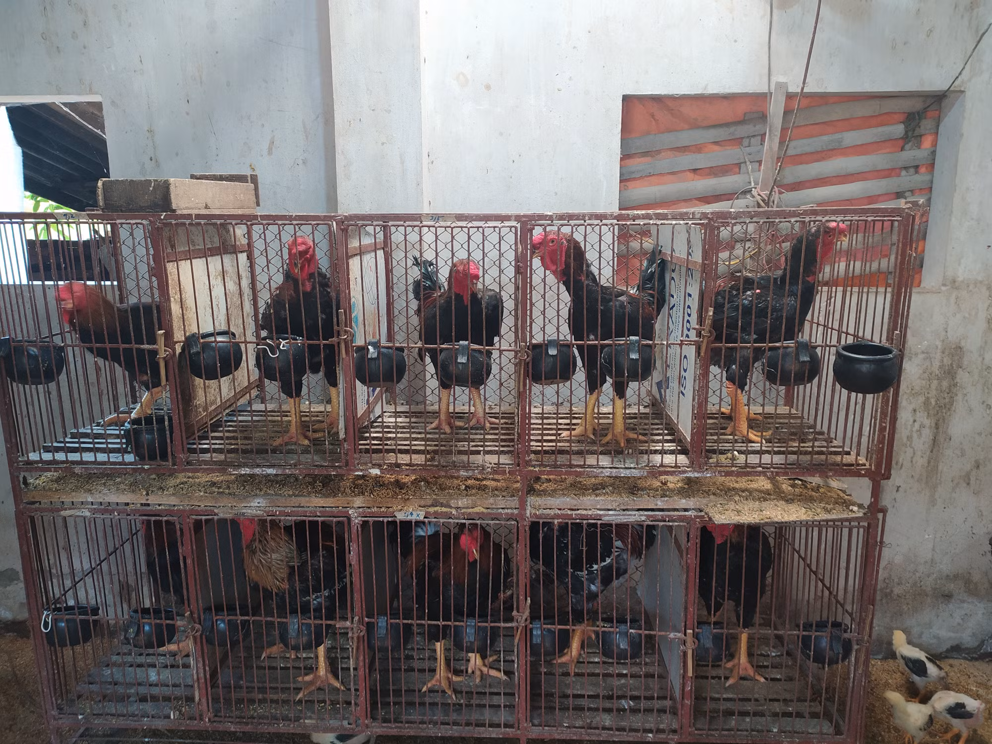 Gà Hồ được nuôi tại một hộ gia đình ở thị trấn Hồ, Thuận Thành, Bắc Ninh. Ảnh: Quế Ánh -TTXVN