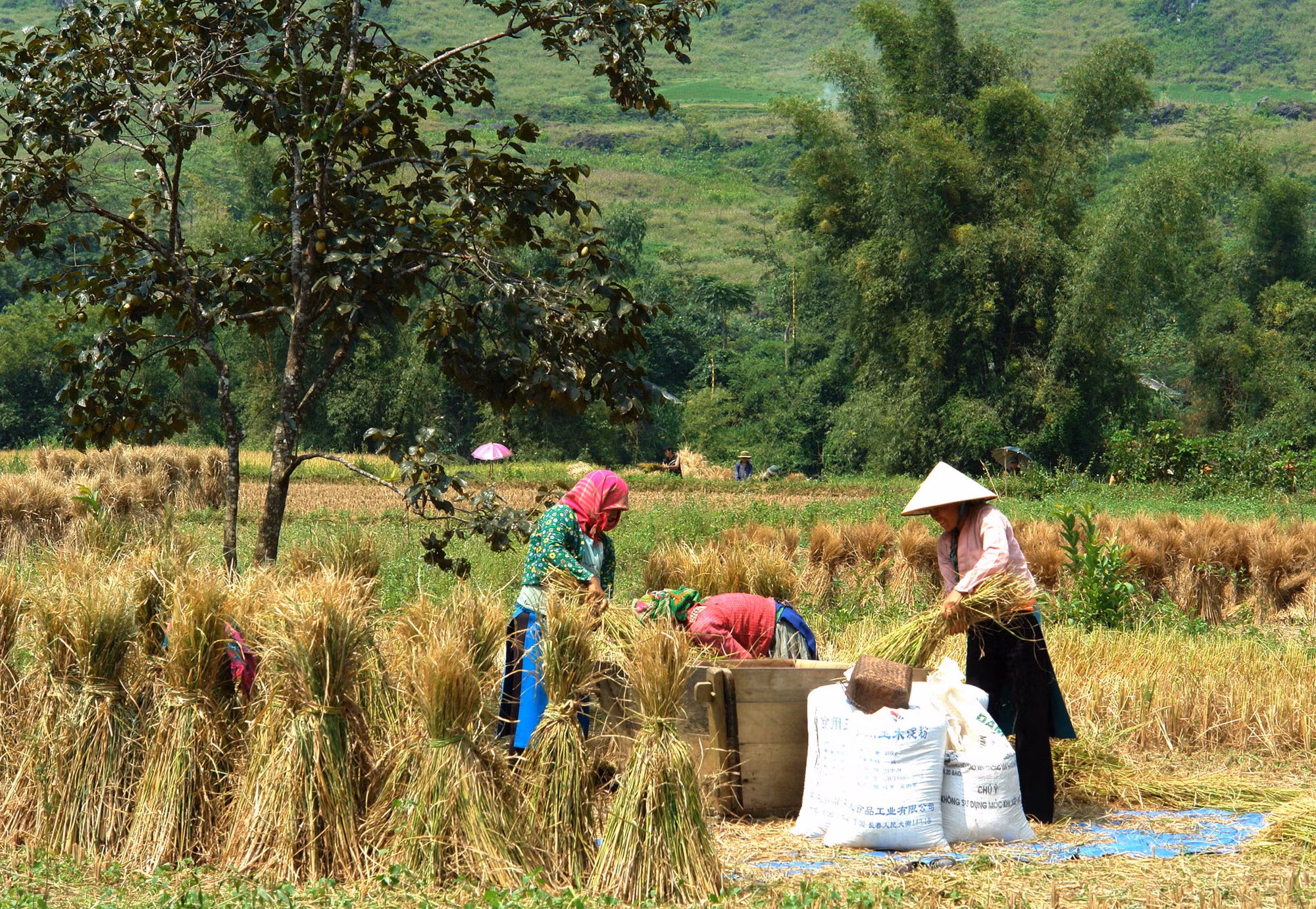 Người dân xã Thanh Vân (huyện Quản Bạ, tỉnh Hà Giang) thu hoạch lúa mùa, bảo đảm lương thực, phục vụ đời sống ấm no.Ảnh: Minh Tâm - TTXVN