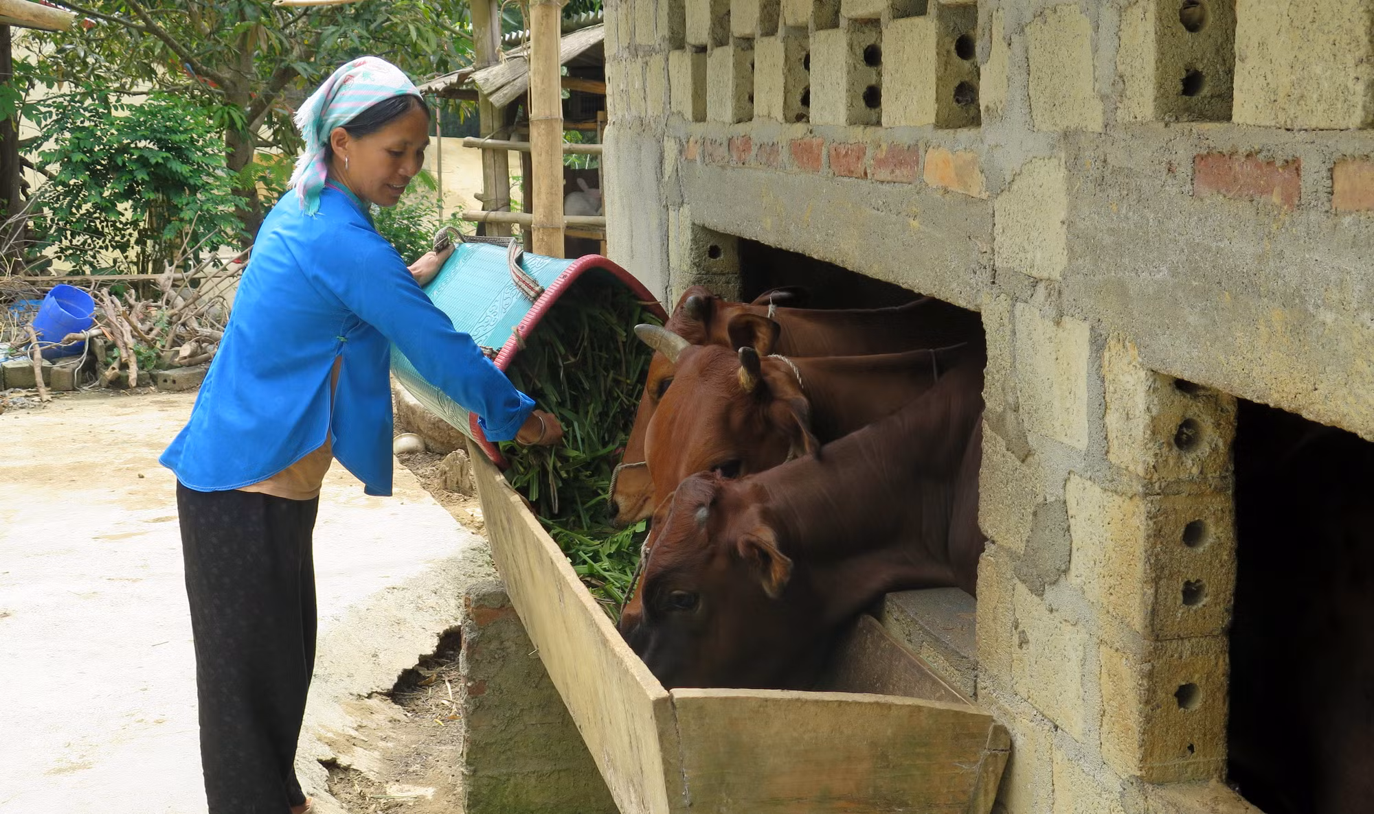 Người dân xã Bản Mế, huyện Si Ma Cai (Lào Cai) được hỗ trợ vay vốn ưu đãi để chăn nuôi gia súc, phát triển kinh tế hộ gia đình. Ảnh: Lục Thu - TTXVN
