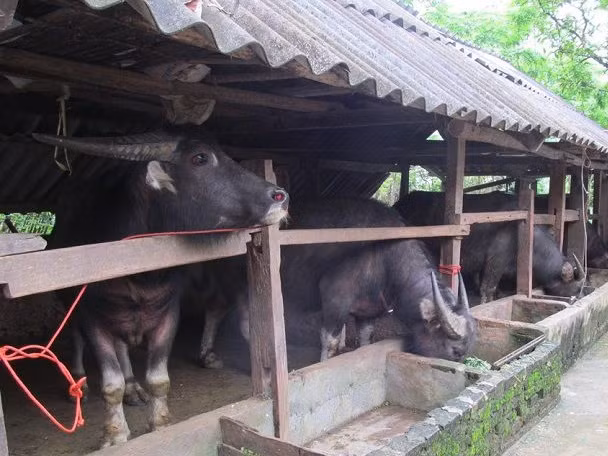 Đinh Văn Chế - Bí thư Chi bộ người H’re đi đầu trong phát triển kinh tế
