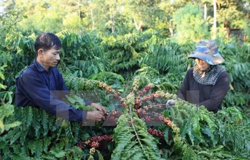 Đắk Lắk mở rộng diện tích trồng cây che bóng trong vườn cà phê vối