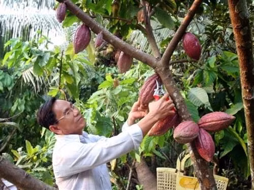 Hiệu quả kép từ trồng ca cao xen dừa 