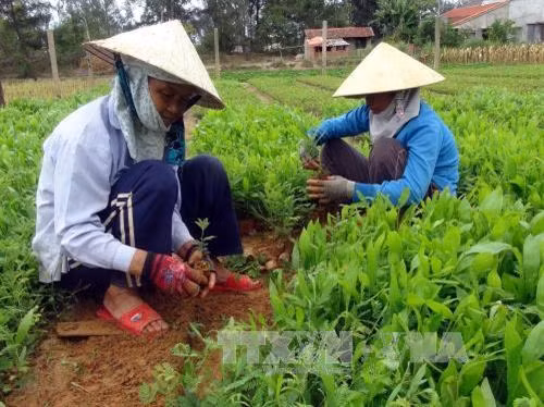 Thừa Thiên - Huế nhân rộng mô hình ươm cây lâm nghiệp bằng túi bầu tự hoại