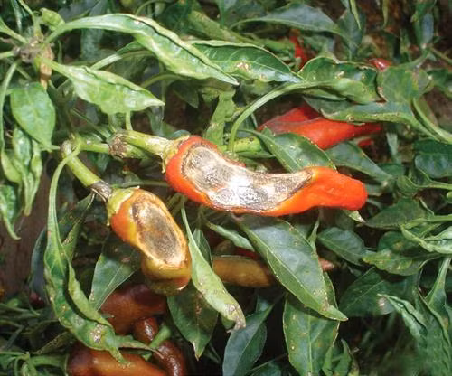 Phòng trừ bệnh thán thư hại ớt