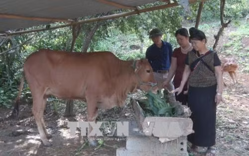 Hiệu quả chính sách hỗ trợ sản xuất đối với đồng bào dân tộc thiểu số huyện Sốp Cộp