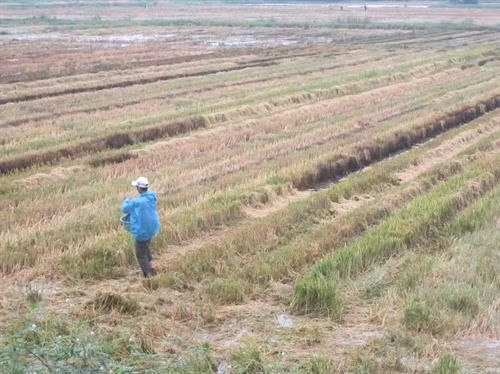 Thừa Thiên - Huế nhân rộng các mô hình xử lý rơm rạ sau thu hoạch