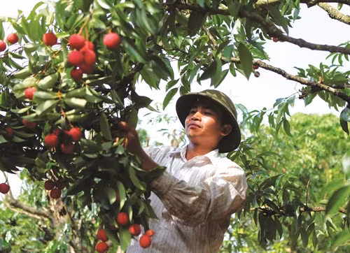 Một số biện pháp phòng trừ sâu đục cuống quả vải
