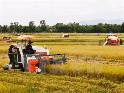 Hòa Bình khắc phục thất bát vụ mùa, dồn sức sản xuất vụ đông xuân