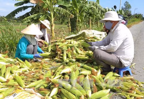 Tiền Giang có kế hoạch tăng khoảng 10% diện tích ngô vào năm 2018