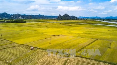 Các giải pháp tập trung, tích tụ ruộng đất tại Thái Bình