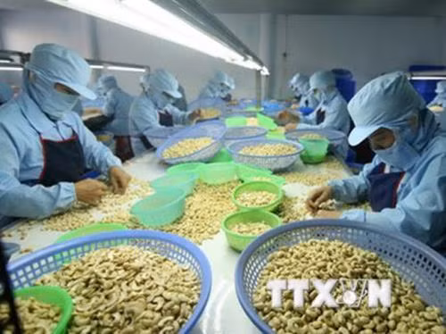 Việt Nam nỗ lực giữ "ngôi" đầu thế giới về xuất khẩu nhân điều