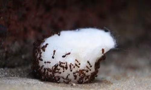 Mẹo đuổi kiến cực sạch trẻ con cũng làm được
