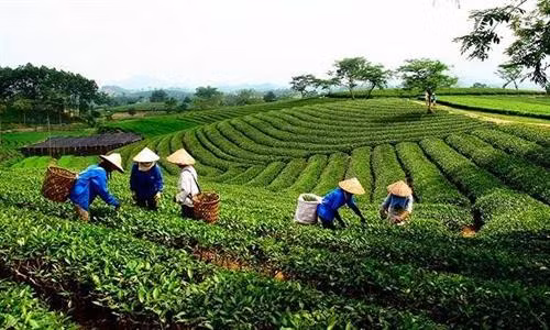 Quyết tâm hoàn thành mục tiêu về sắp xếp, đổi mới các công ty nông, lâm nghiệp