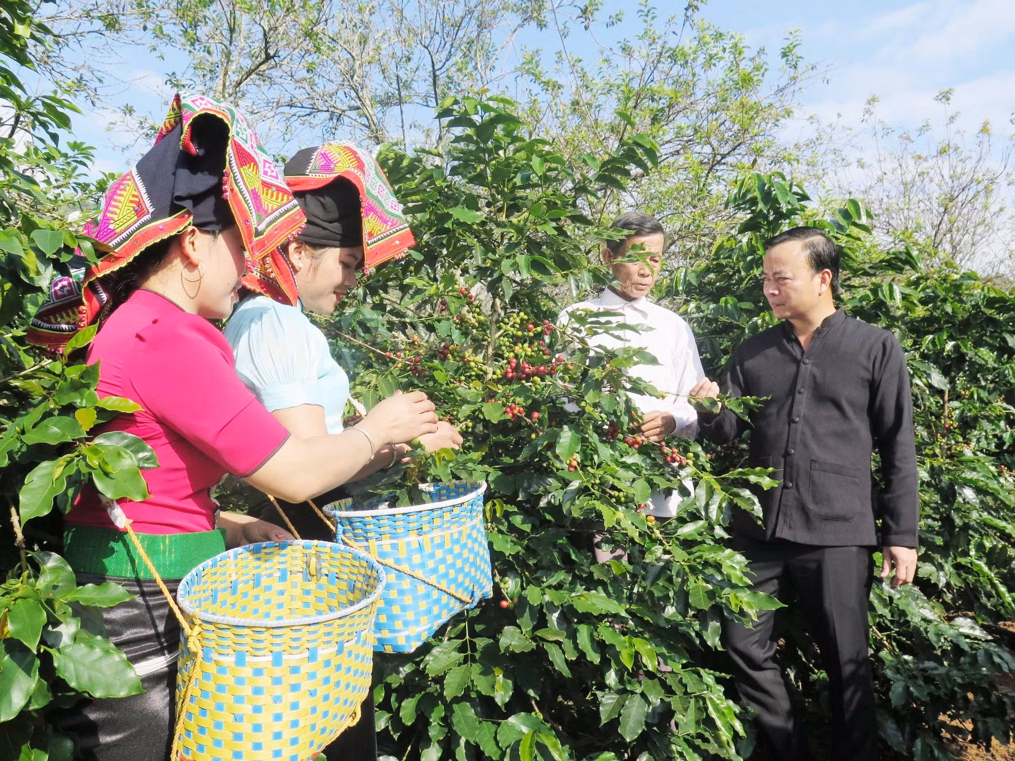 Nâng tầm thương hiệu cà phê Sơn La