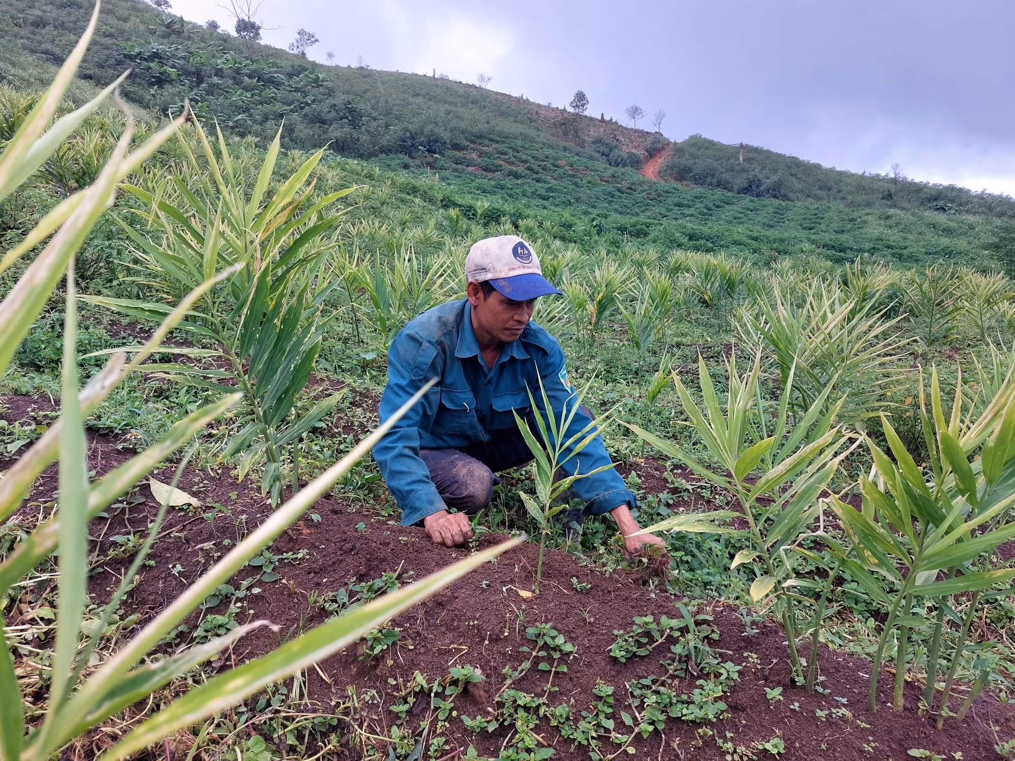 Anh A Nghìn (làng Đăk Mông, xã Đăk Trăm, huyện Đăk Tô, tỉnh Kon Tum) chăm sóc diện tích gừng được chuyển đổi từ diện tích trồng mì kém hiệu quả. Ảnh: Khoa Chương – TTXVN
