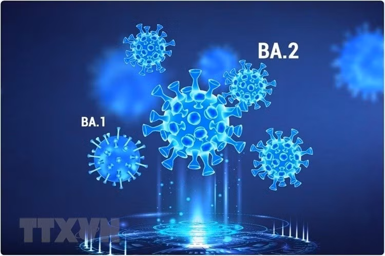 Các đột biến của virus SARS-CoV-2 có khả năng "lẩn trốn" tế bào T trên diện rộng