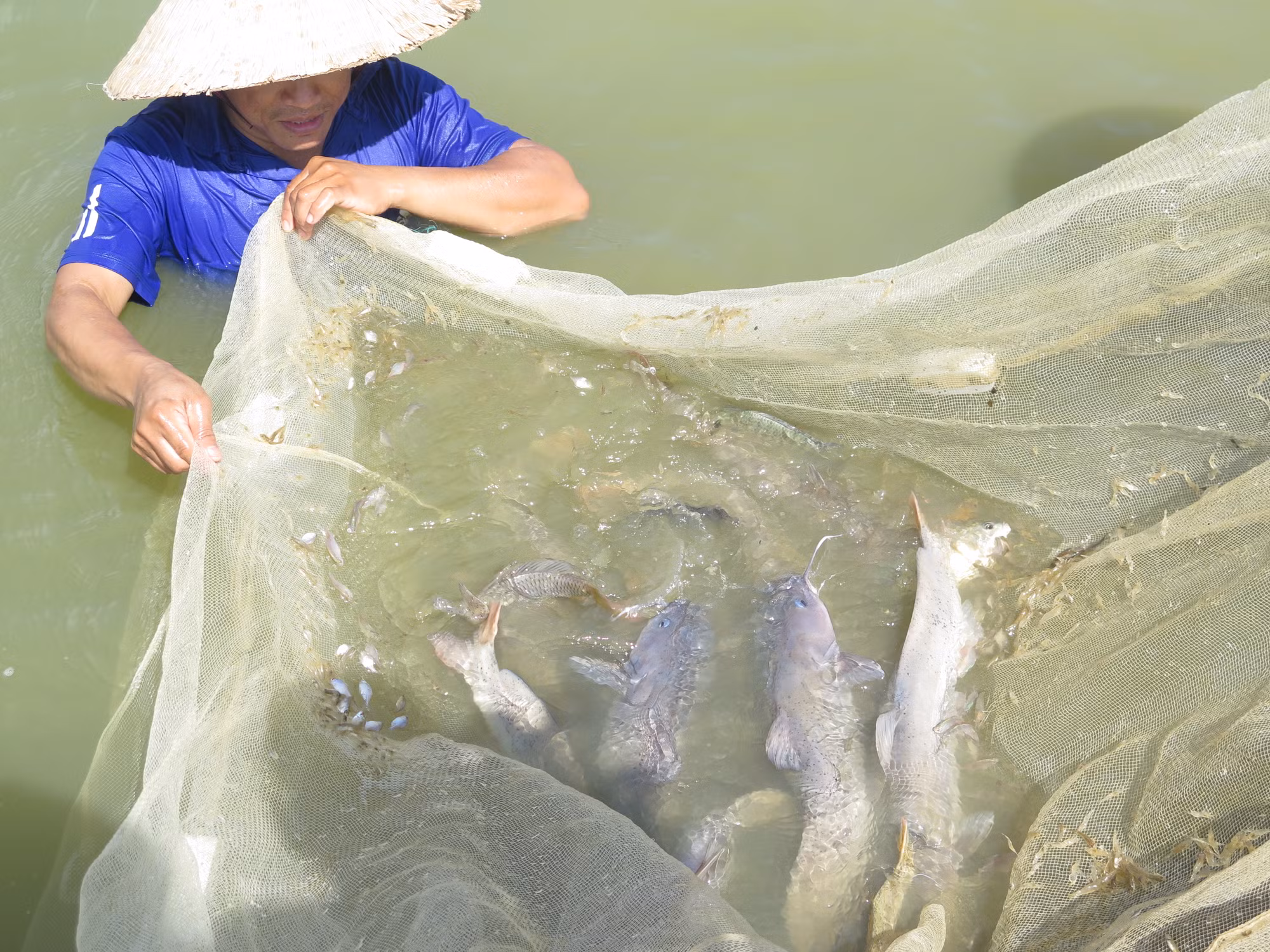 Anh Phạm Văn Hàn mở hướng phát triển kinh tế mới ở vùng cao với nghề nuôi cá quất