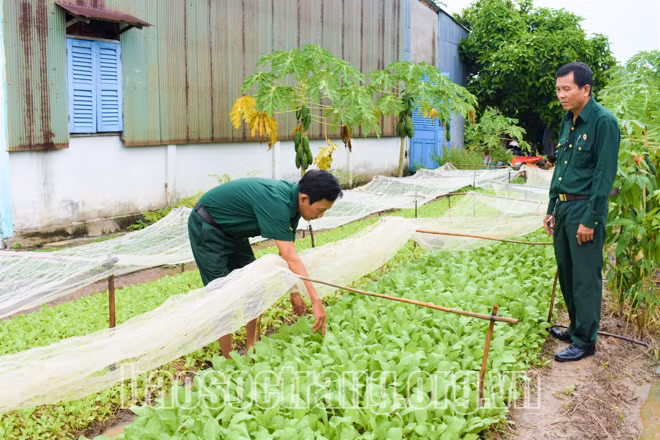Hiệu quả từ mô hình Tổ hợp tác trồng màu đa canh Chi hội CCB ấp Thuận Hòa, xã Gia Hòa 2, huyện Mỹ Xuyên (Sóc Trăng). Ảnh: baosoctrang.vn