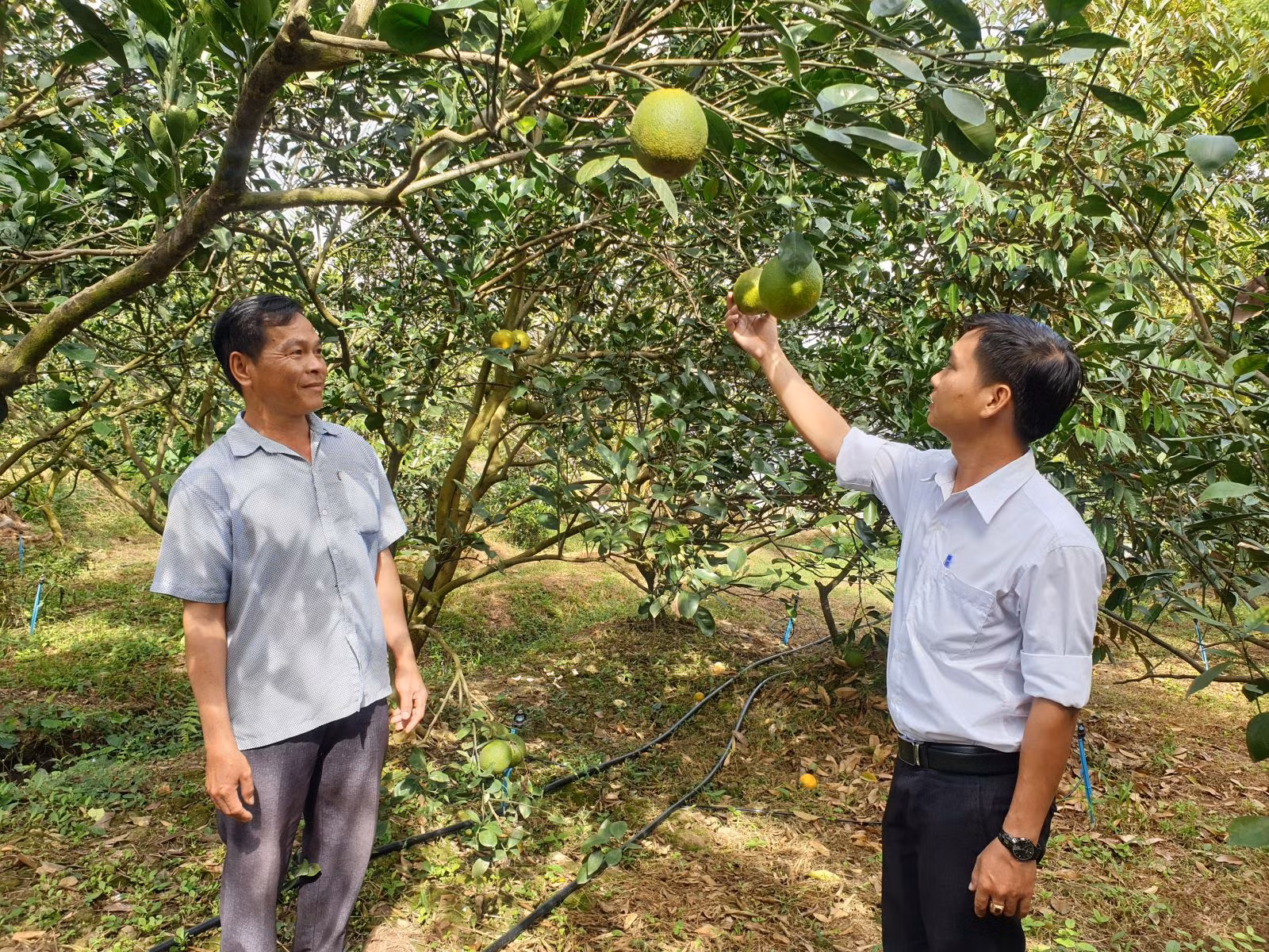 Vườn cam mật không hạt của ông Phạm Văn Đảo, ngụ tại ấp Tân Nhơn, xã Tân Thới, huyện Phong Điền (bên trái) được trồng theo hướng VietGAP mang lại hiệu quả kinh tế cao. Ảnh: baocantho.com.vn