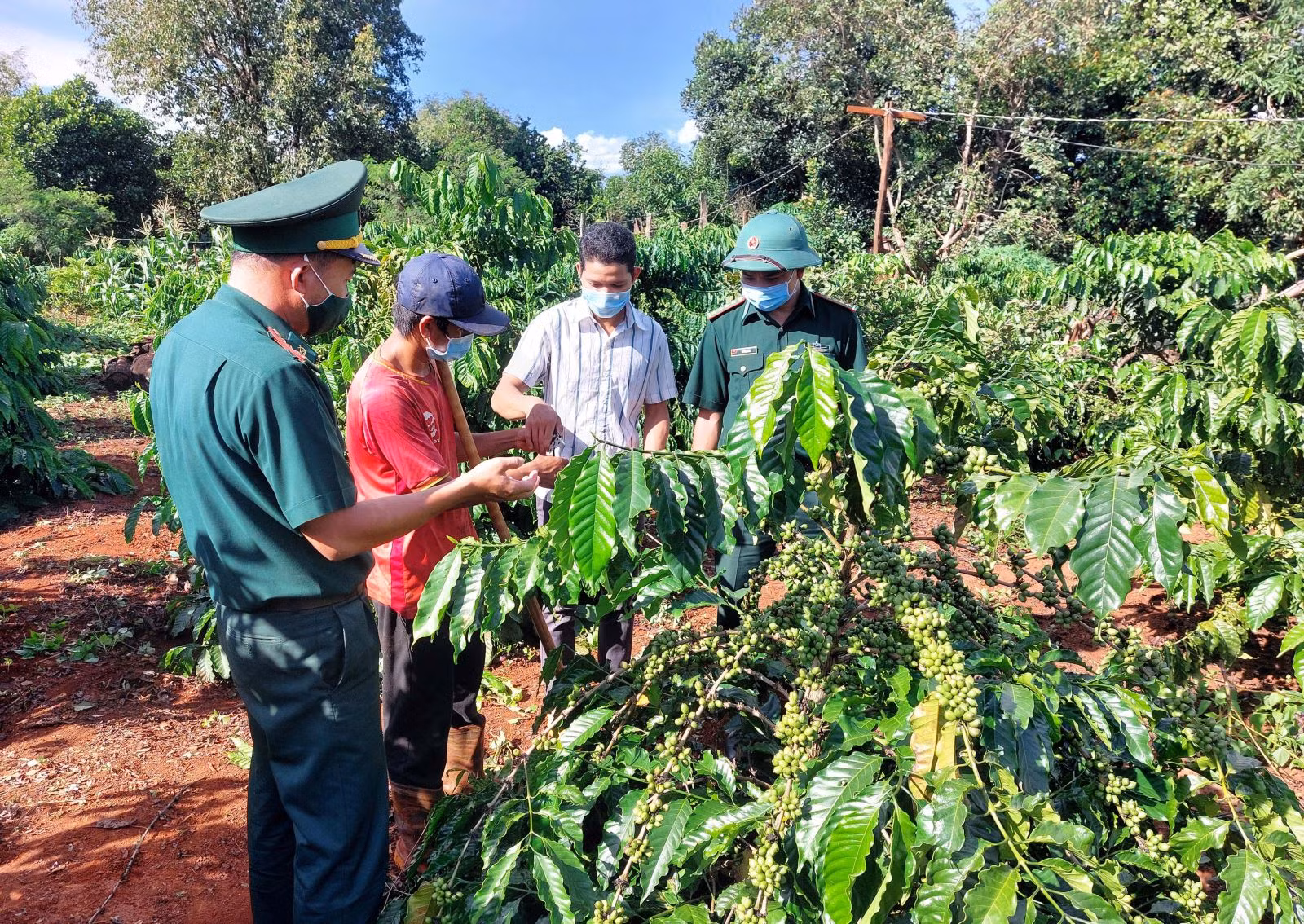 Các đảng viên Biên phòng tăng cường sinh hoạt tại Chi bộ làng Ba (xã Ia Pnôn, huyện Đức Cơ) hướng dẫn người dân kỹ thuật chăm sóc cây cà phê. Ảnh: 