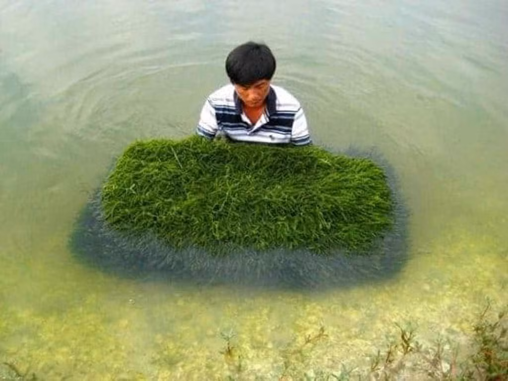Tìm giải pháp phát triển ngành rong biển Việt Nam