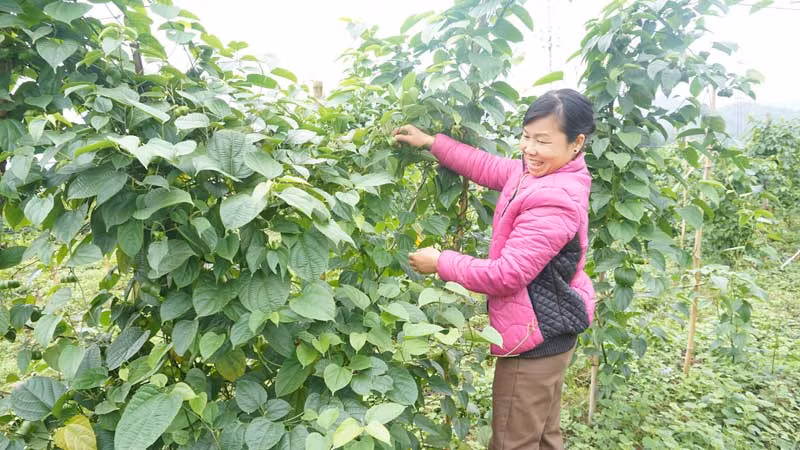 Đưa cây dược liệu đến các xã vùng cao Đà Bắc