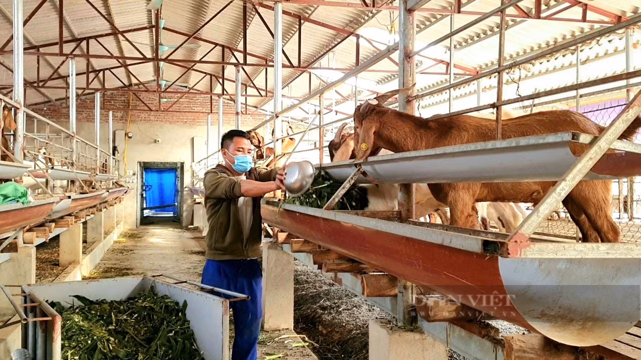 Anh Đoàn Văn Công nuôi dê Boer nhốt chuồng có hiệu quả kinh tế cao