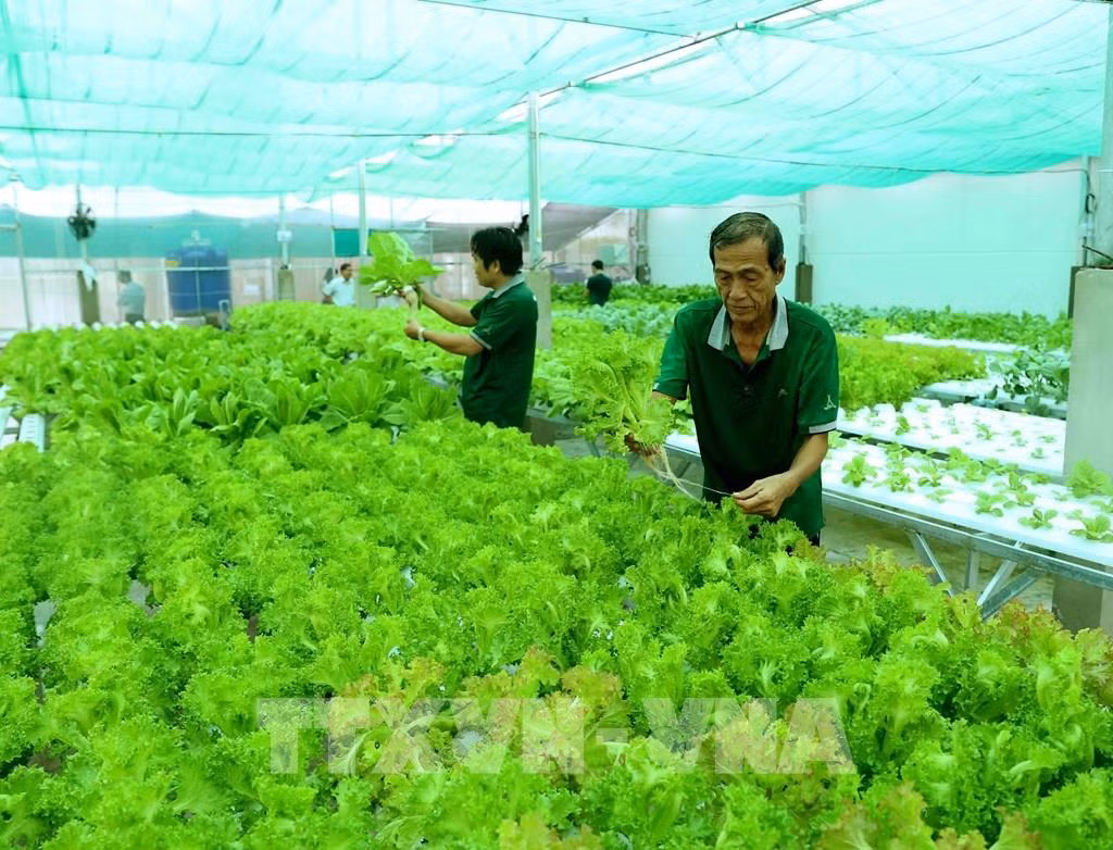 Diễn đàn Phát triển kinh tế tuần hoàn, kinh tế xanh trong các hợp tác xã nông nghiệp