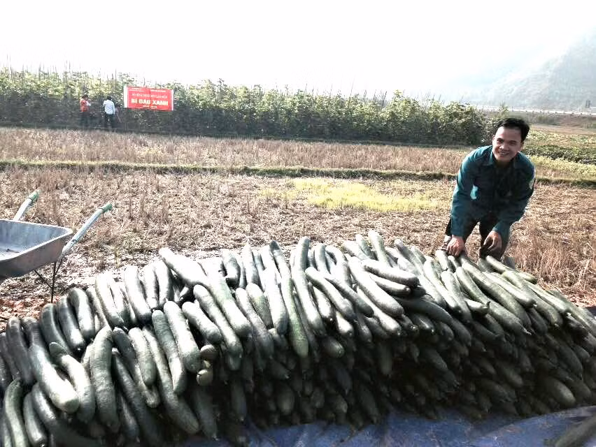 Quả bí đao xanh ở xã Văn Lang được trồng theo tiêu chuẩVietGap.Nguồn:baodantoc.vn