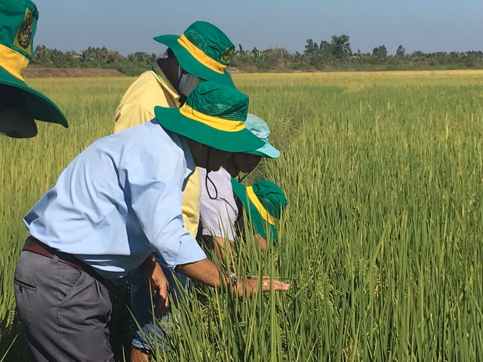 Trồng lúa thông minh lãi đến 26 triệu đồng/ha/vụ ở Trà Vinh