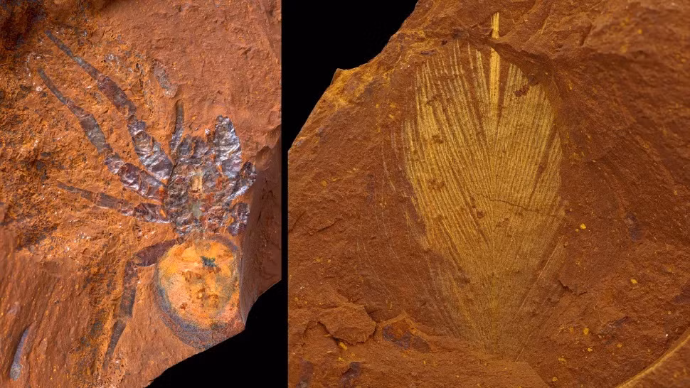 Phát lộ hàng nghìn hóa thạch độc đáo từ kỷ Miocene tại Australia