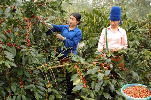 Đắk Lắk tái cơ cấu lại ngành cà phê để phát triển bền vững
