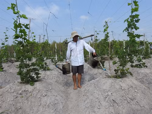 Nông dân thoát nghèo nhờ trồng sắn dây ở Tây Ninh
