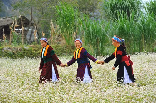 Vẻ đẹp hoa Tam giác mạch Hà Giang