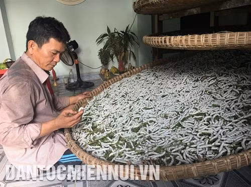 Nông Sơn khôi phục nghề trồng dâu nuôi tằm