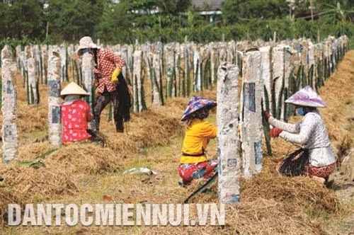 Tiền Giang: Phát triển cây trồng thích ứng biến đổi khí hậu trên vùng nhiễm mặn