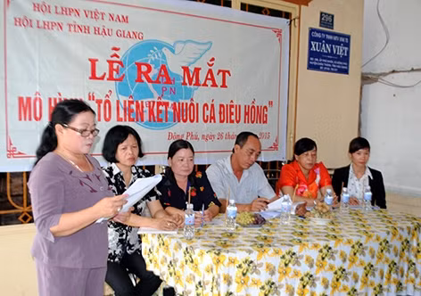 Mô hình tổ liên kết nuôi cá điêu hồng ở Phú Nhơn