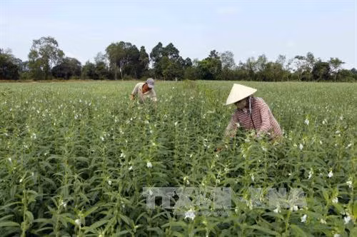 Kỹ thuật trồng vừng đen đơn giản cho năng suất cao