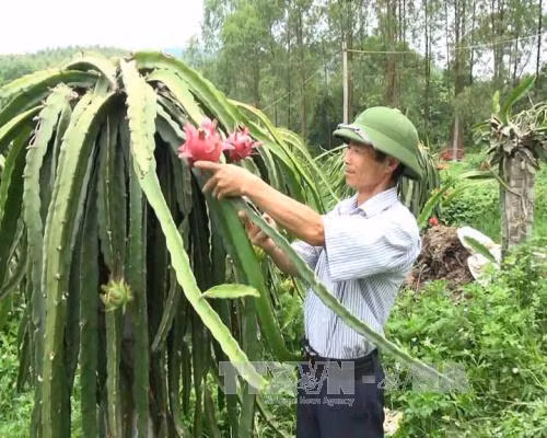 Nguyễn Đình Long - Người ươm mầm thanh long ruột đỏ trên vùng đất khô cằn