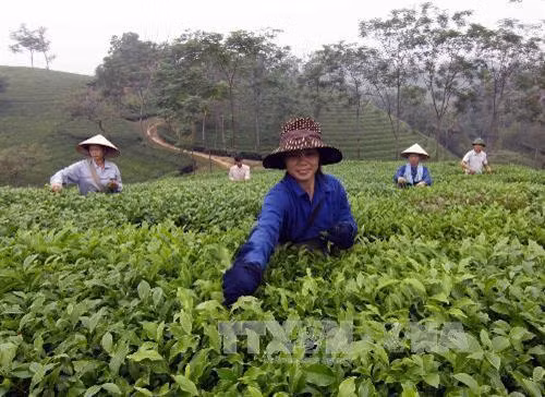 Xây dựng thương hiệu chè Phú Thọ