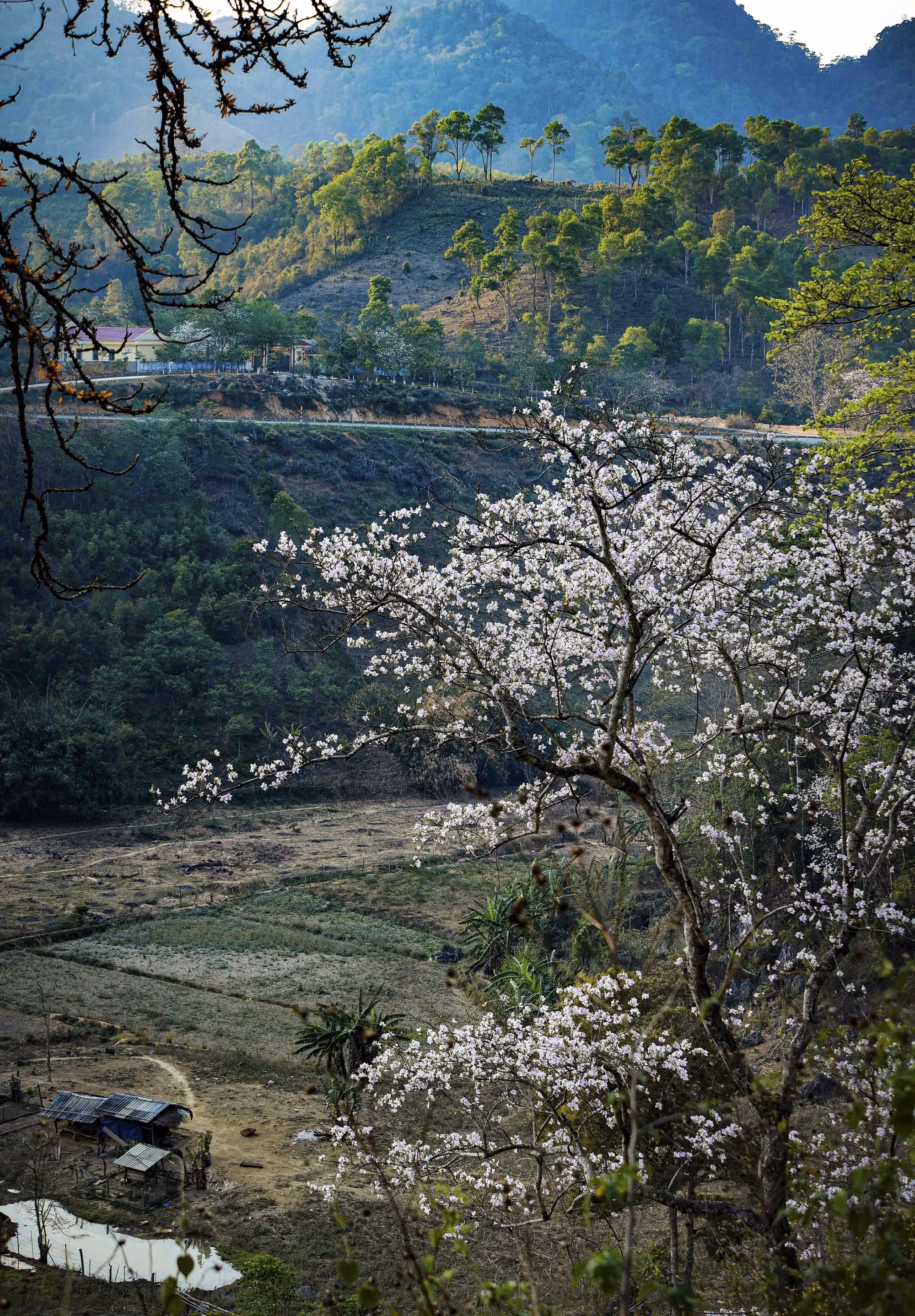 bantrang1.jpg