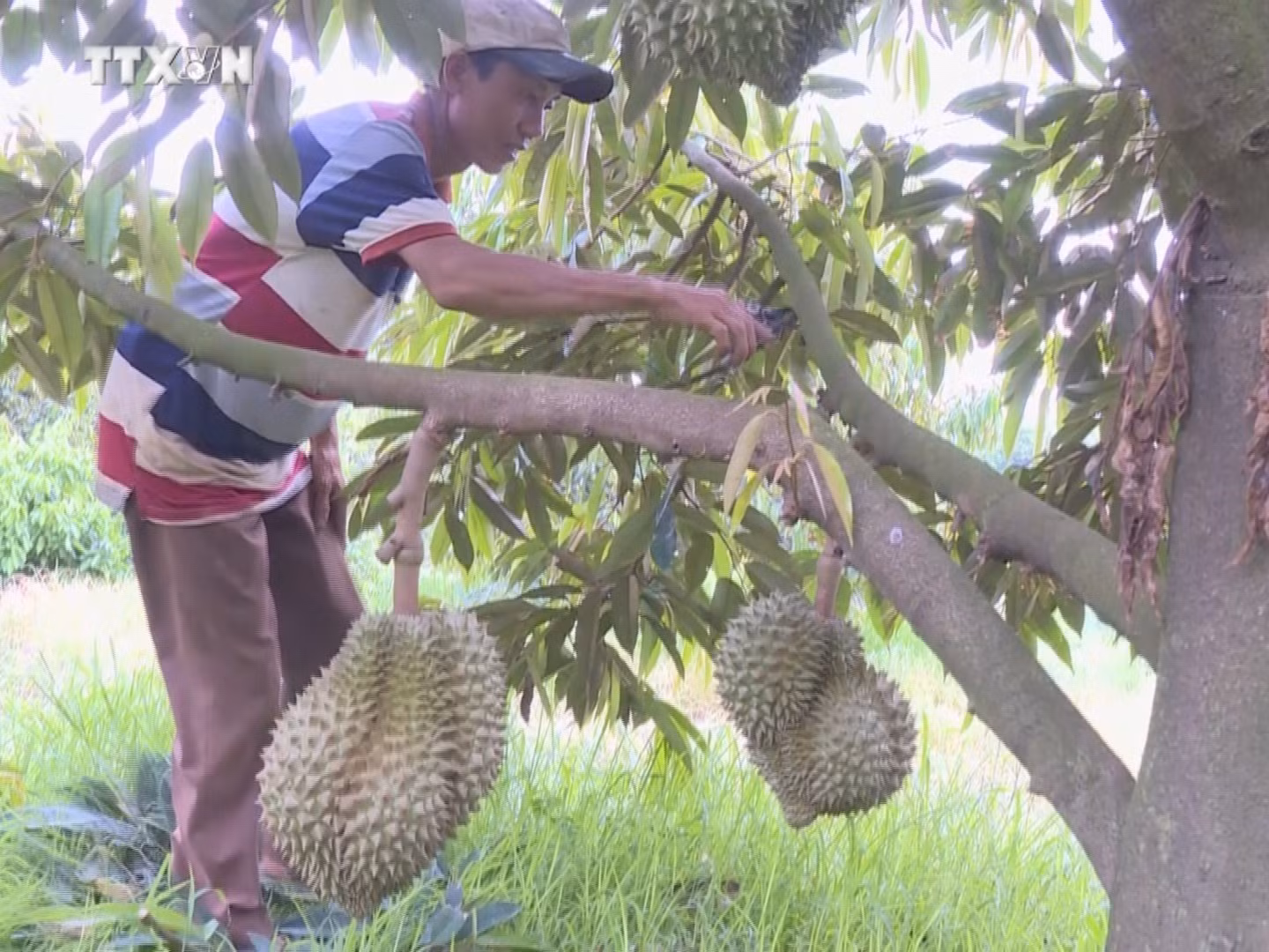 vna_potal_nguoi_dan_binh_phuoc_phong_nhiem_benh_cay_sau_rieng_7447955.jpg