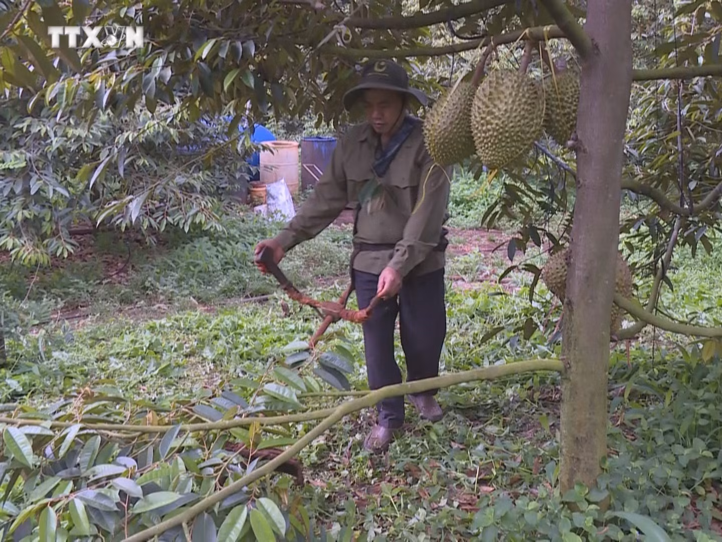 vna_potal_nguoi_dan_binh_phuoc_phong_nhiem_benh_cay_sau_rieng_7447956.jpg