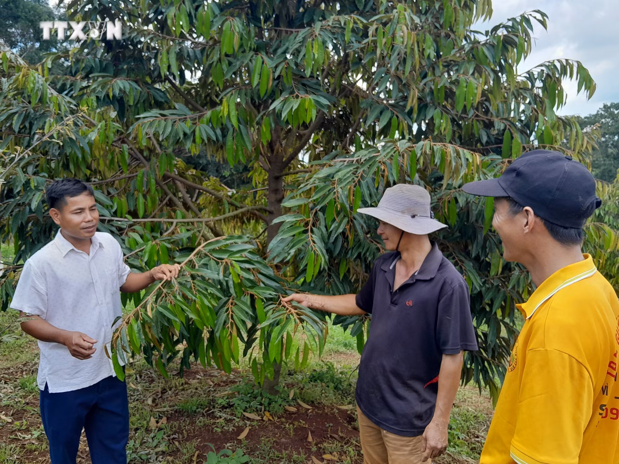vna_potal_nguoi_dan_binh_phuoc_phong_nhiem_benh_cay_sau_rieng_7447959.jpg