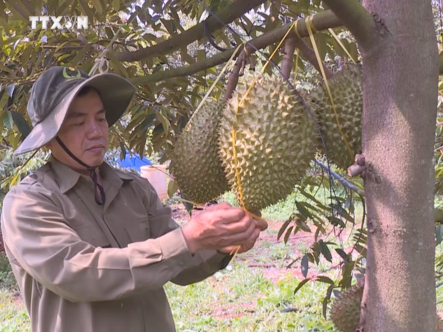 vna_potal_nguoi_dan_binh_phuoc_phong_nhiem_benh_cay_sau_rieng_7447957.jpg