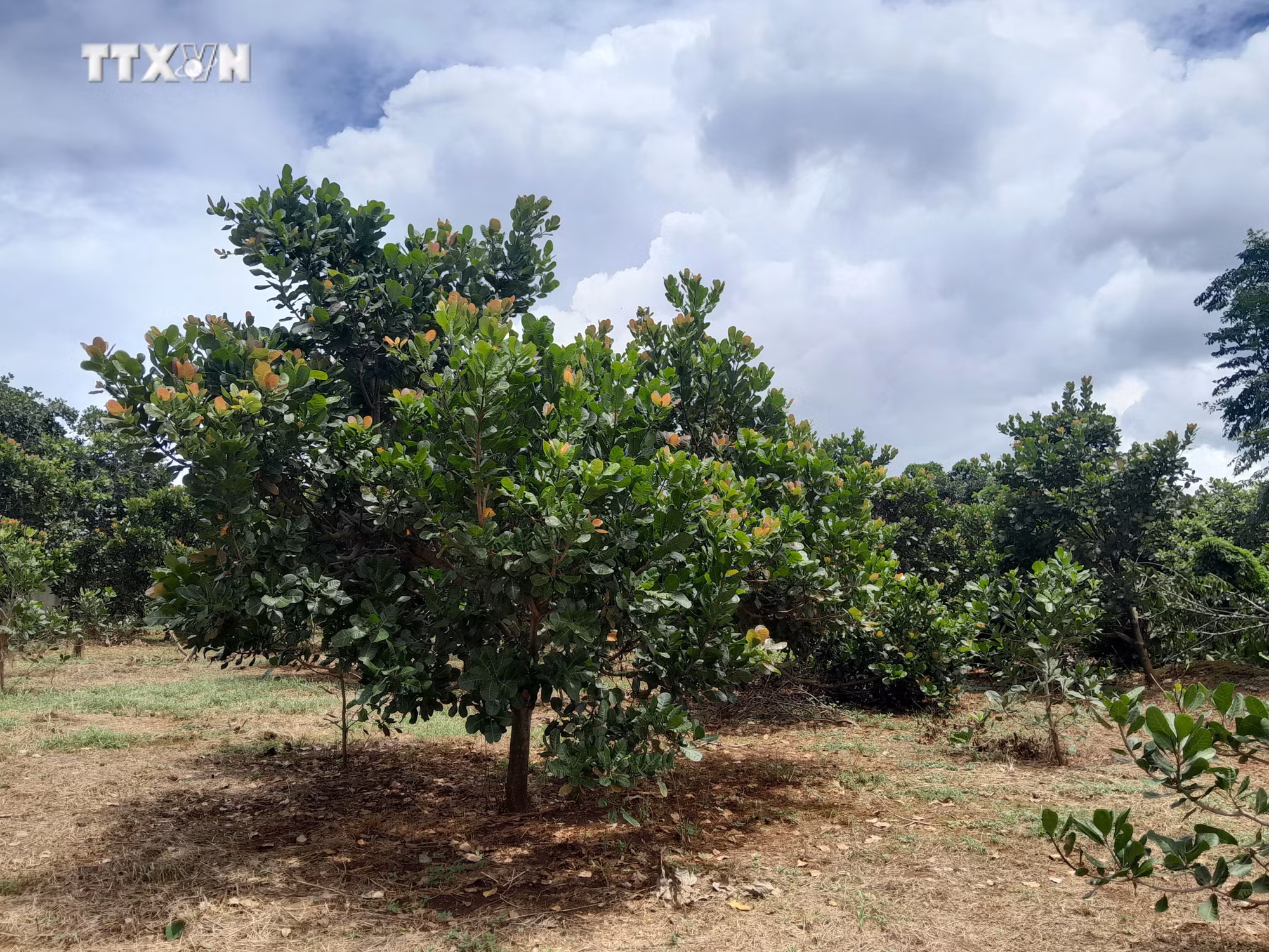 vna_potal_huyen_bu_dang_binh_phuoc_day_manh_san_xuat_dieu_sach_theo_huong_huu_co_organic_7607426.jpg