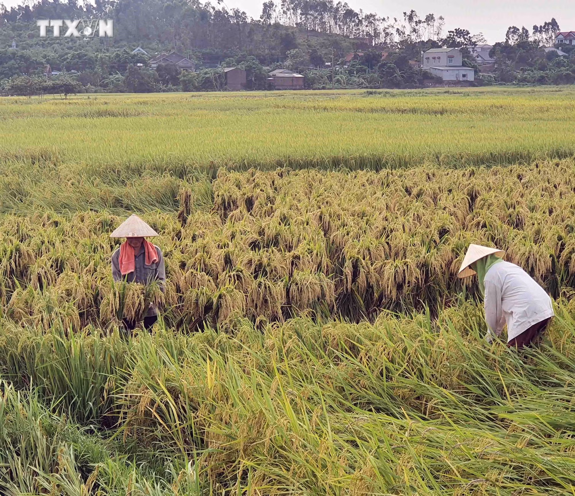 vna_potal_nong_dan_vinh_phuc_xot_xa_khi_lua_chin_bi_ngap_nuoc_nay_mam_tai_ruong_7609172.jpg