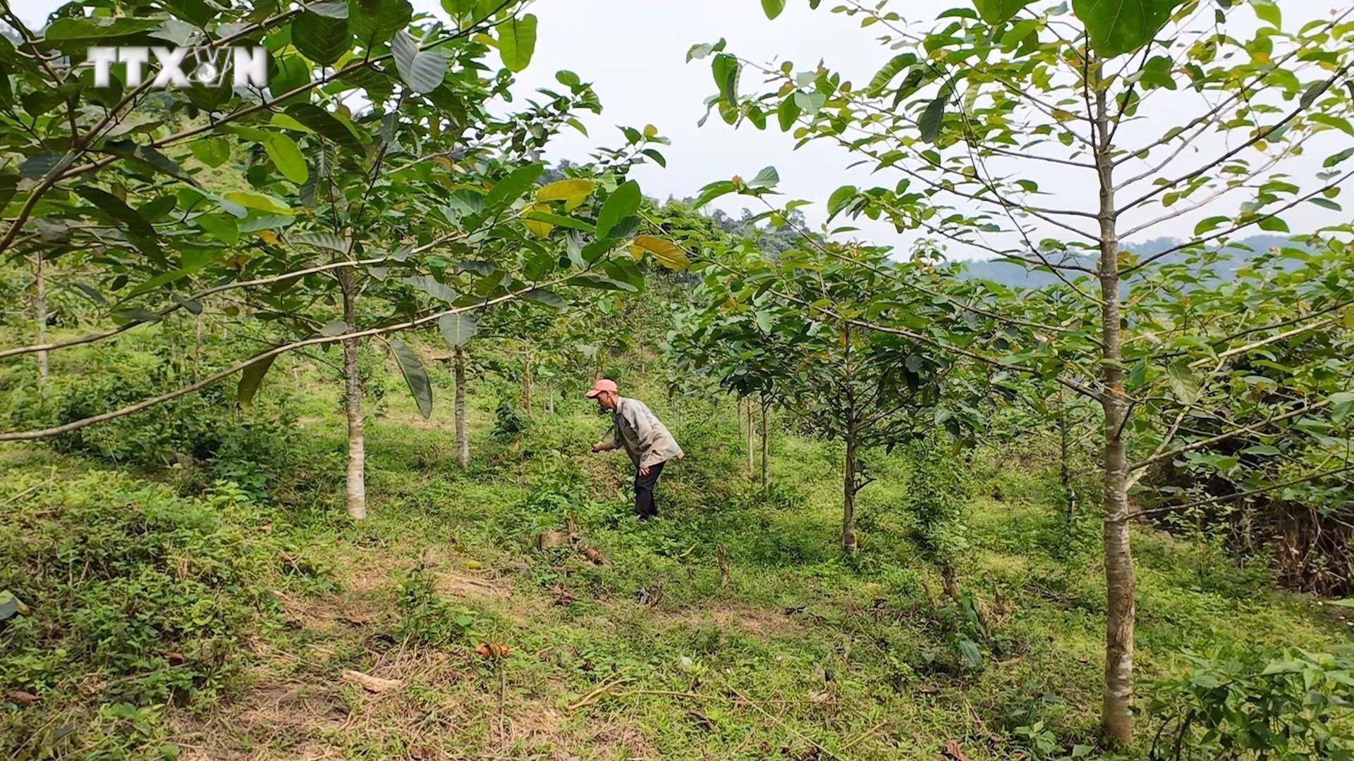 vna_potal_quang_binh_no_luc_phuc_hoi_rung_tu_cay_ban_dia_7299809.jpg