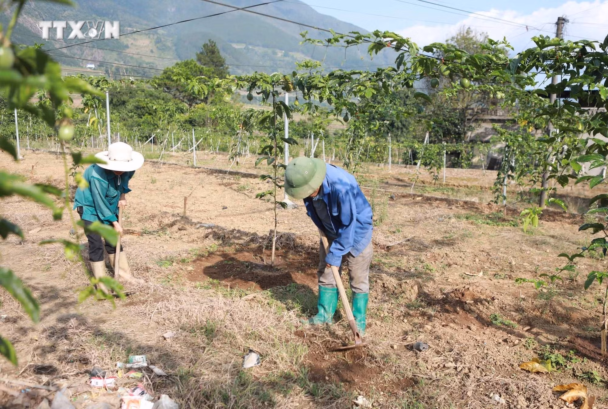 vna_potal_cay_chanh_leo_giup_nguoi_dan_cac_xa_vung_cao_tam_duong_lai_chau_thoat_ngheo__7677077.jpg